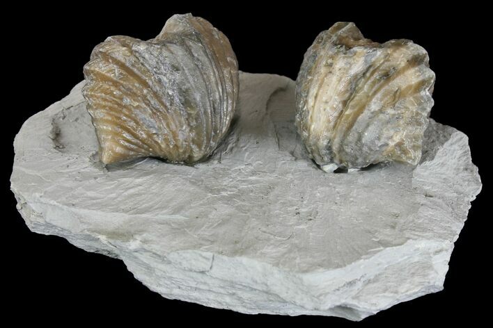 Multiple Fossil Brachiopod (Platystrophia) Plate - Kentucky #136611